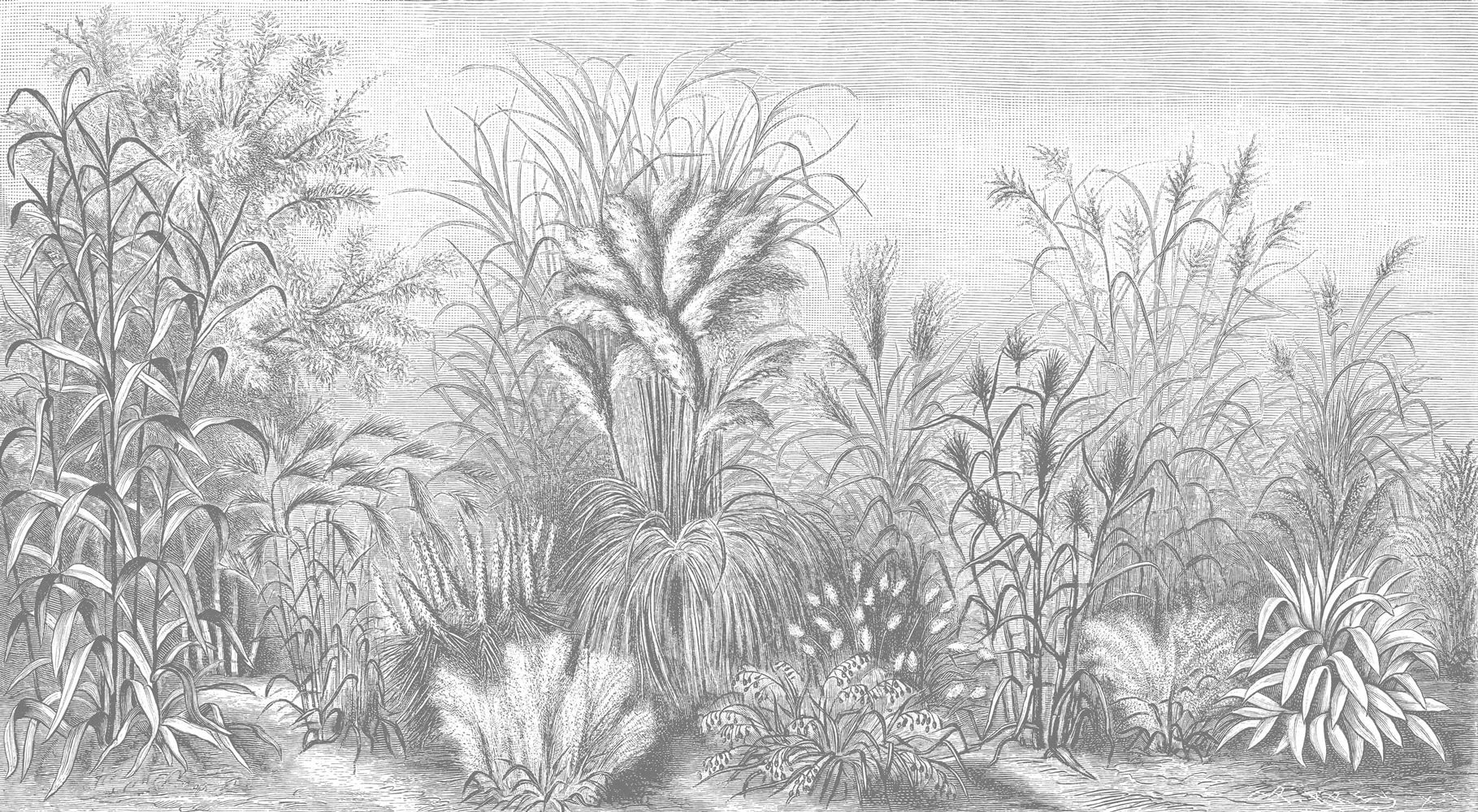 Fototapete Holzschnitt Gräser-Zeichnung - Image 5
